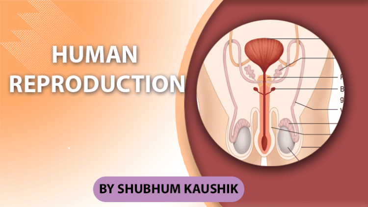 12Th Class Human Reproduction