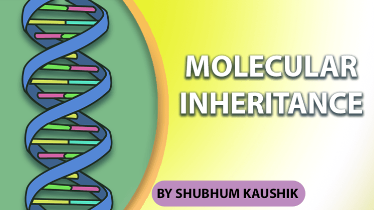 12Th  Molecular Inheritance