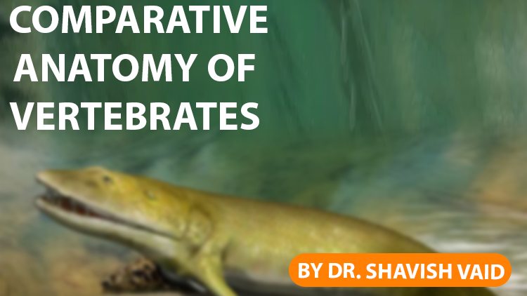 Vertebrates  Comparative anatomy of vertebrates